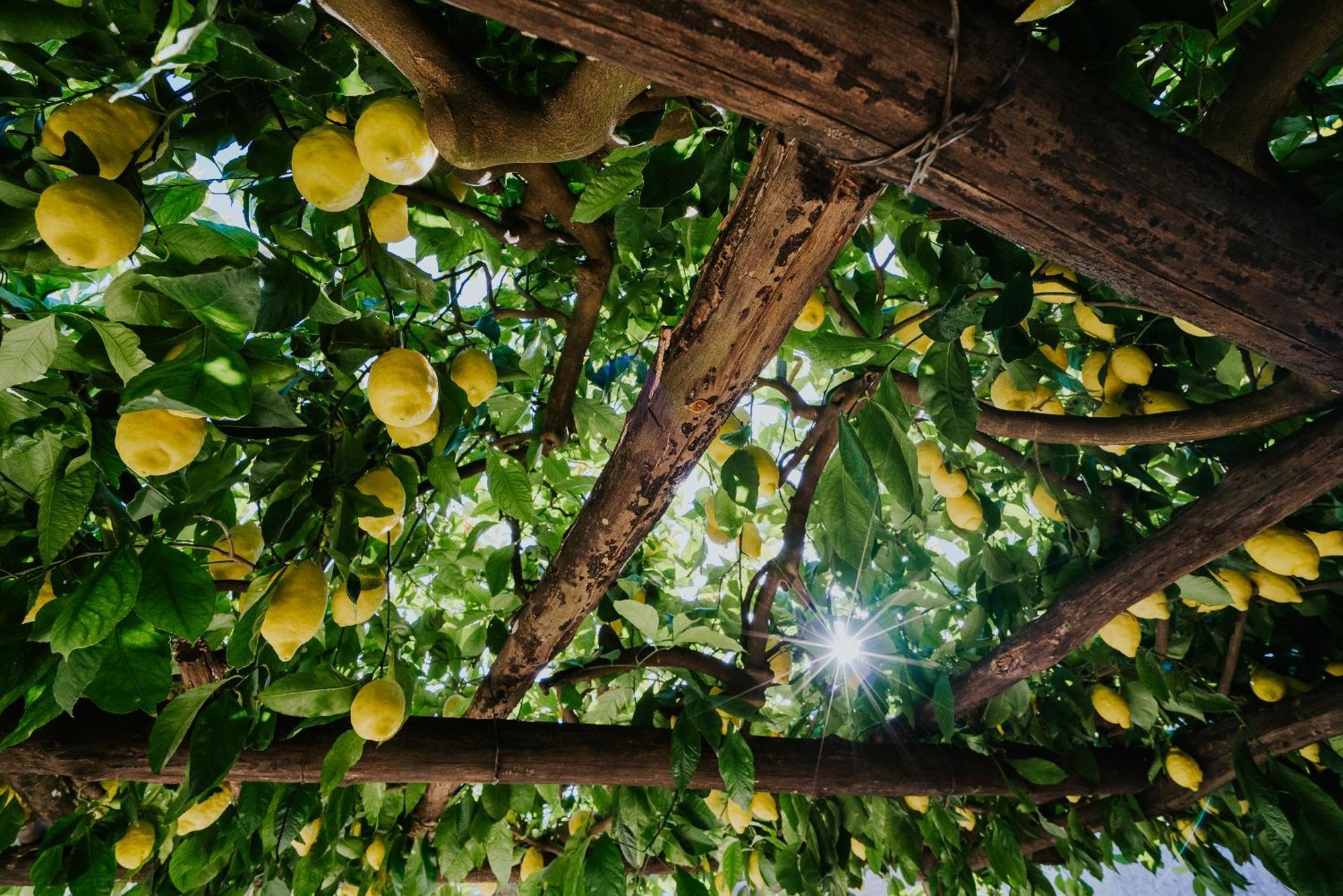Ferienwohnung Il Giardino Dei Limoni Polvica Exterior foto
